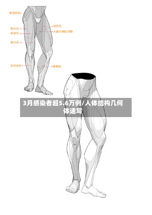 3月感染者超5.6万例/人体结构几何体速写