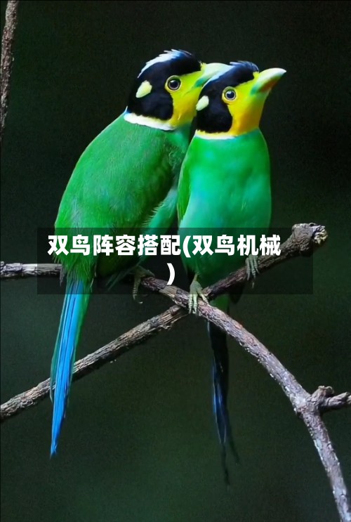 双鸟阵容搭配(双鸟机械)-第3张图片